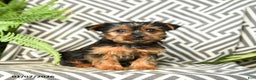 Yorkshire Terrier dogs for sale: Kenzie - Ad 2