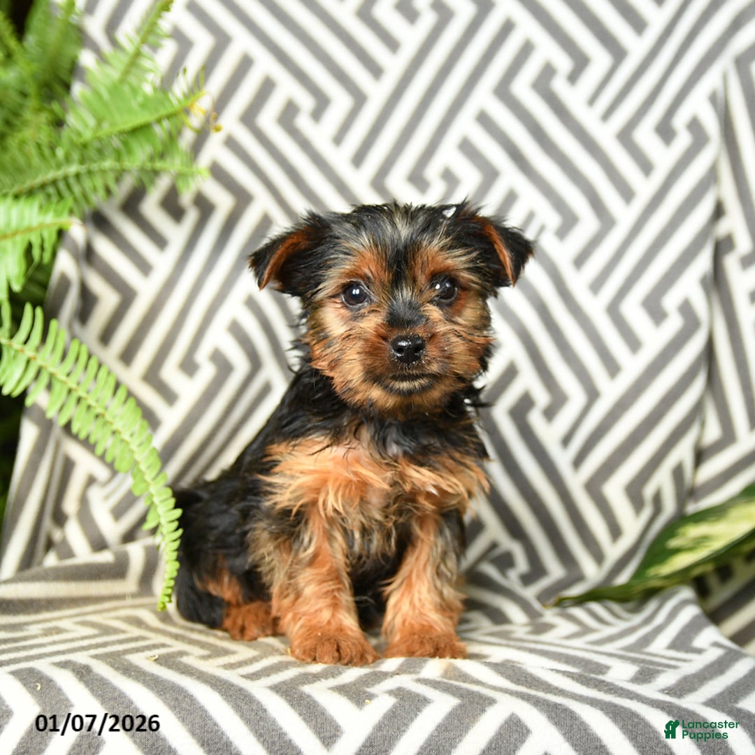 Yorkshire Terrier dogs for sale: Kenzie - Ad 2