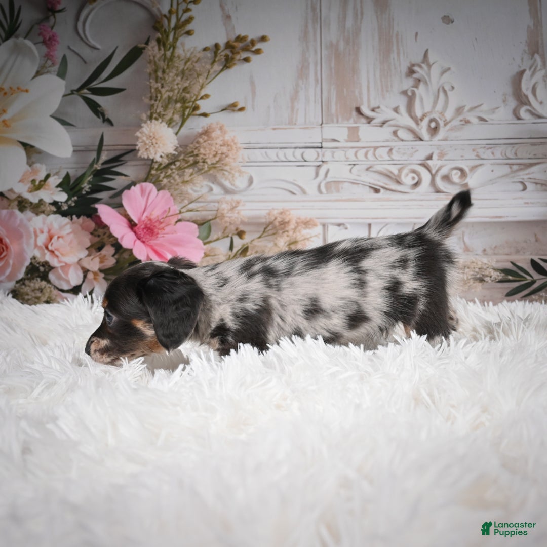 Miniature Dachshund dogs for sale: Precious-AKC - Ad 14