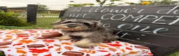 Miniature Schnauzer dogs for sale: Kenneth Miniature Schnauzer  - Ad 6