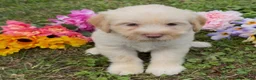 Mini Goldendoodle dogs for sale: Spruce  - Ad 4
