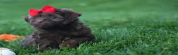 Havapoo dogs for sale: OLIVER - Ad 12