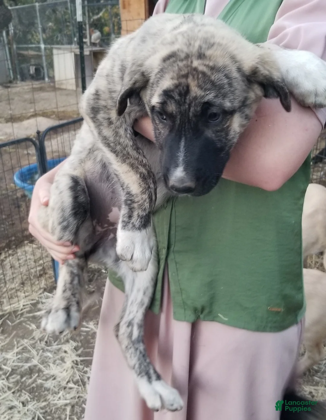 Anatolian Shepherd dogs for sale: Rosita ⤴️ - Ad 2