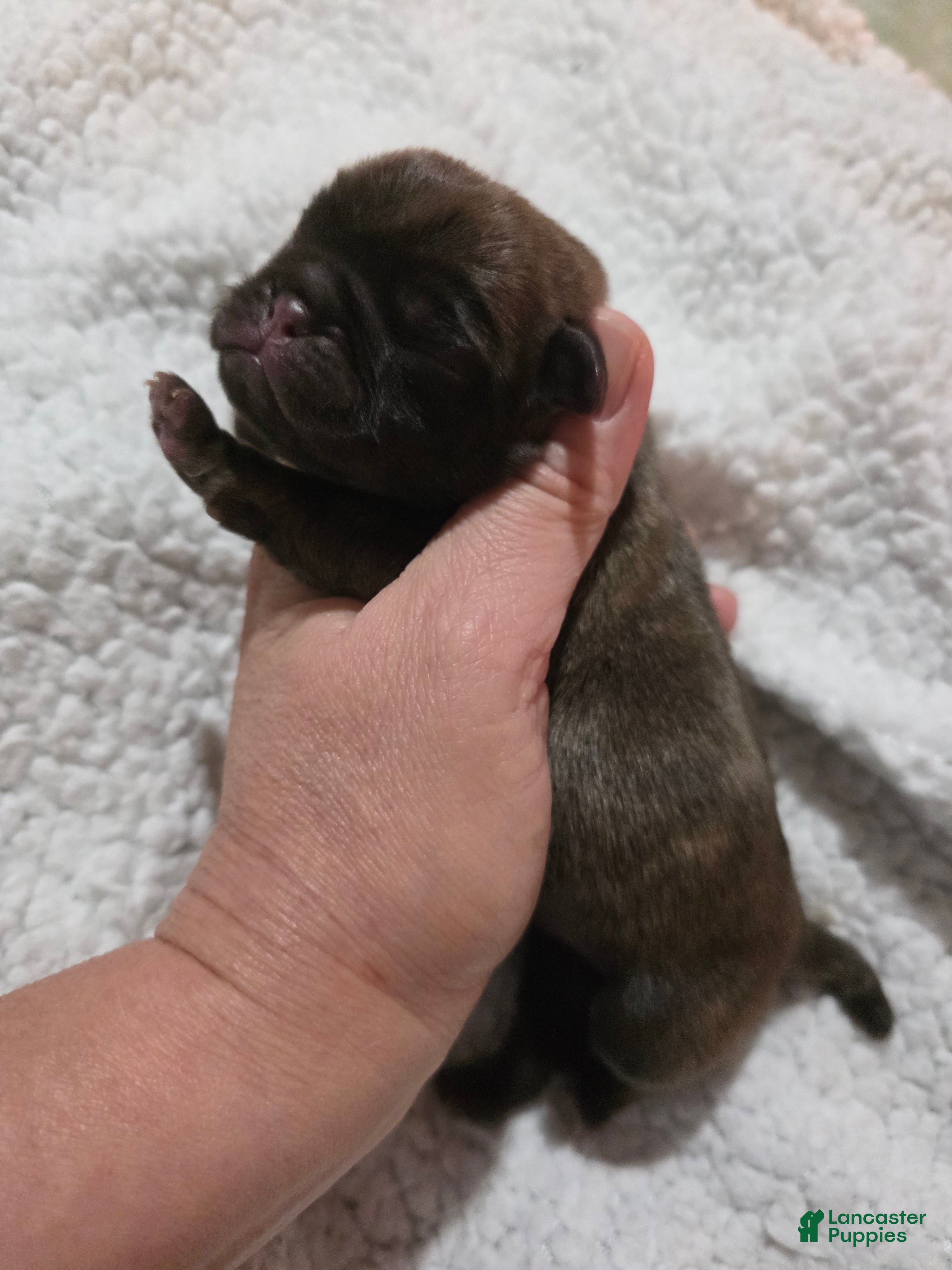 Pug dogs Pug 2 - Ad 2