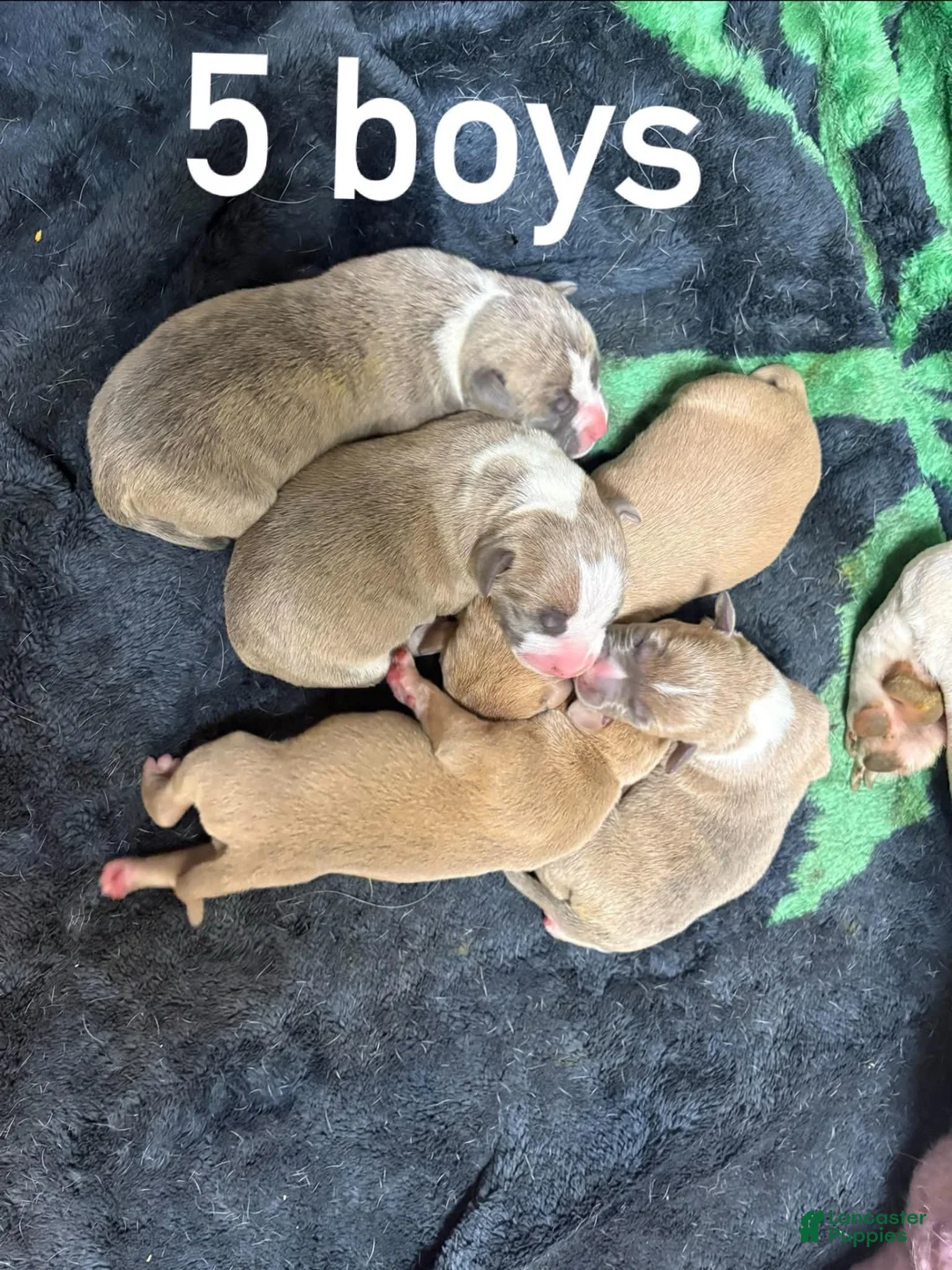 American Pit Bull Terrier dogs for sale: American Pit Bull Terrier 1 - Ad 1