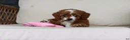 Cavapoo dogs for sale: Pumpkin - Ad 12