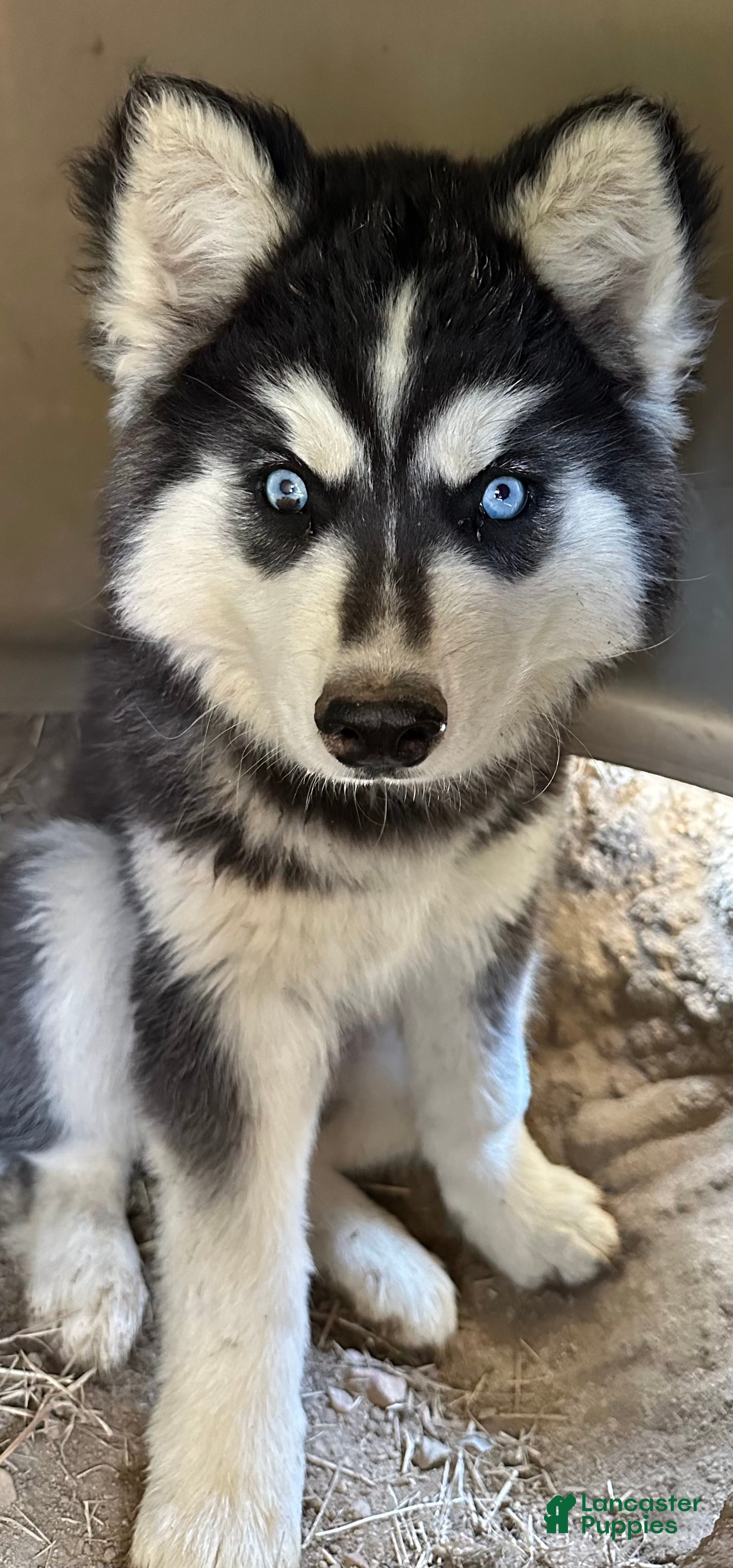 Siberian Husky dogs Siberian Husky 2 - Ad 2