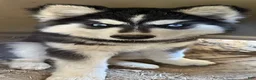 Siberian Husky dogs for sale: Siberian Husky 2 - Ad 2