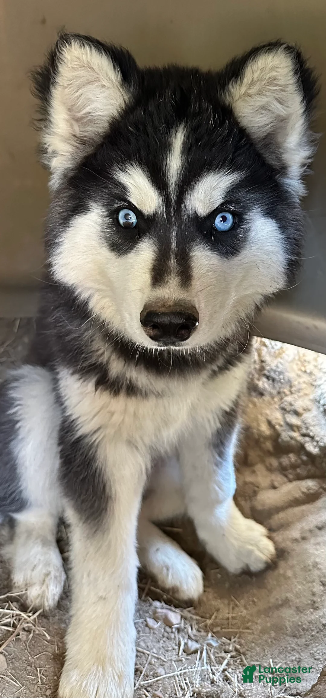 Siberian Husky dogs for sale: Siberian Husky 2 - Ad 2
