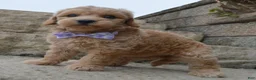 Mini Goldendoodle dogs for sale: Mini Ginger - Ad 8