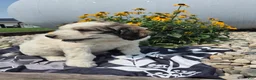 Mixed Breed dogs for sale: Dexter - Ad 3