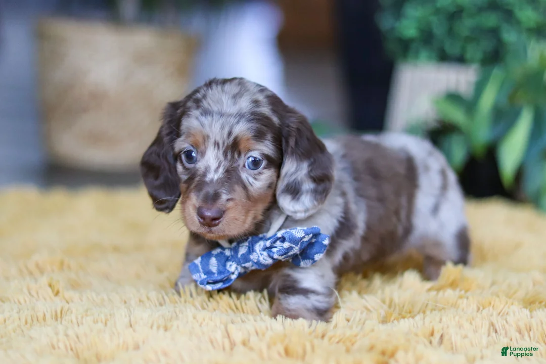 Miniature Dachshund dogs for sale: Frankfurter - Ad 5