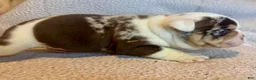 English Bulldog dogs for sale: Louis  - Ad 3