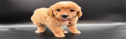 Mini Goldendoodle dogs for sale: Winston F One - Ad 1