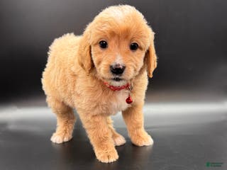 Mini Goldendoodle dogs Winston F One - Ad 11
