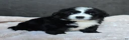 Mini Bernedoodle dogs for sale: Mini Wilson - Ad 17