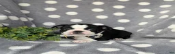Boston Terrier dogs for sale: Brennen - Ad 6