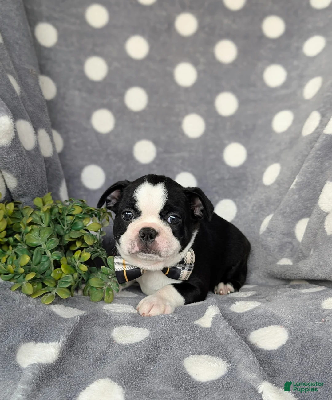 Boston Terrier dogs for sale: Brennen - Ad 6