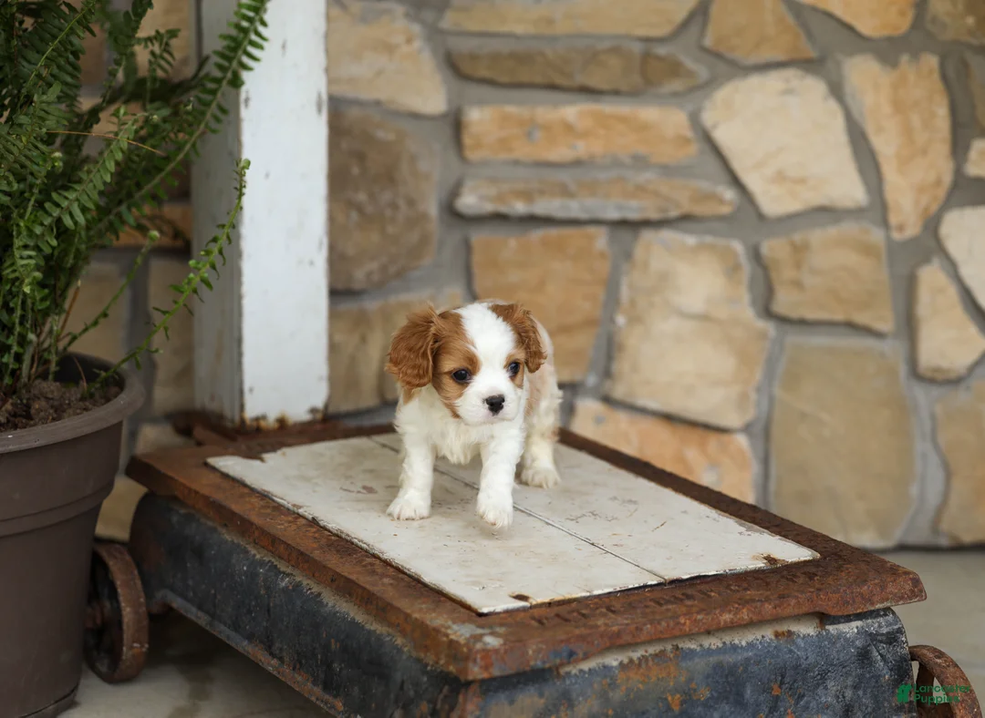 Cavalier King Charles Spaniel dogs for sale: AKC Kevin - Ad 1