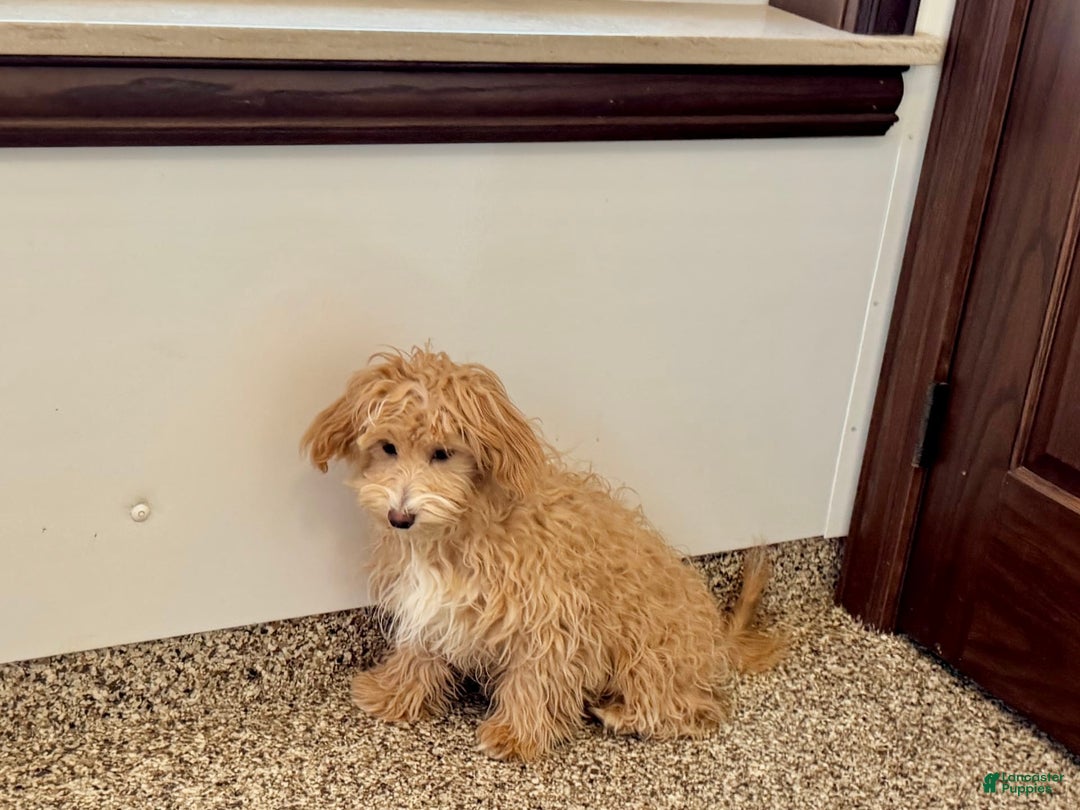 Maltipoo dogs for sale: Quinn - Ad 14