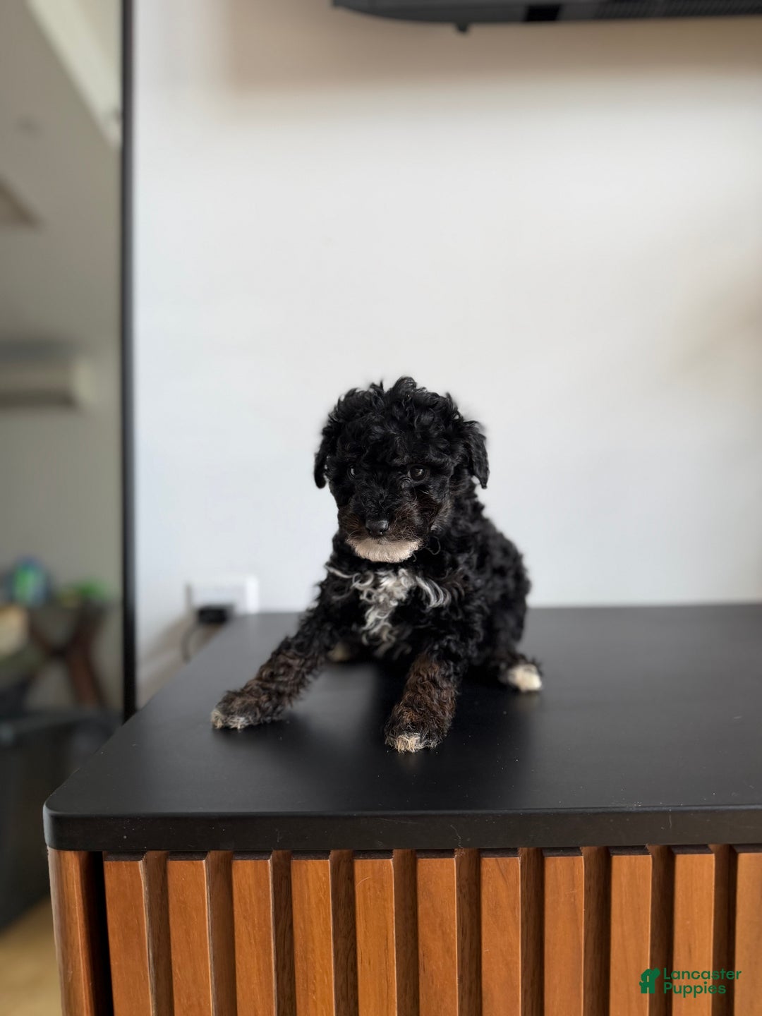 Toy Poodle dogs for sale: Danny teacup - Ad 5