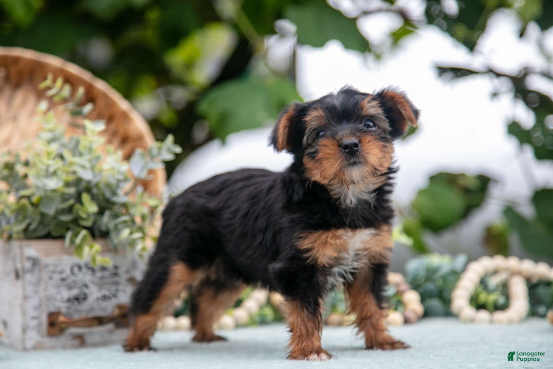 Shorkie dogs for sale: Holly - Ad 2