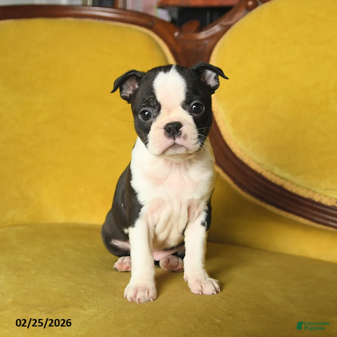 Boston Terrier dogs for sale: Sunshine - Ad 5