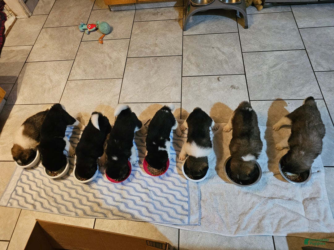 Akita dogs for sale: Troy - Ad 11