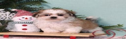 Teddy Bear dogs for sale: Kuddles - Ad 1