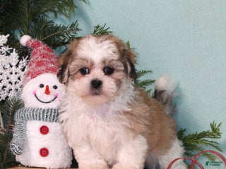 Teddy Bear dogs Kuddles - Ad 17