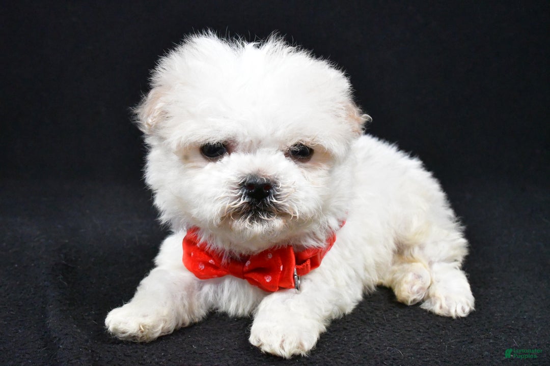 Havanese dogs for sale: Carson - Ad 7