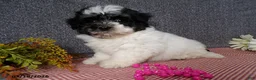 Havanese dogs for sale: Muffin - Ad 4