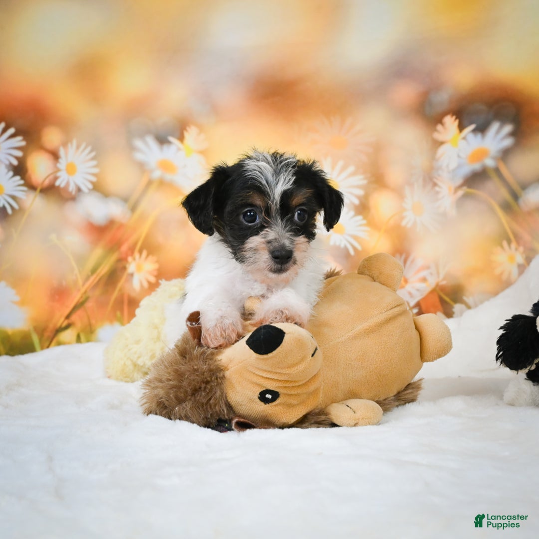 Yorkiepoo dogs for sale: Oakley - Ad 2