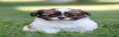 Tulip Shih Tzu 