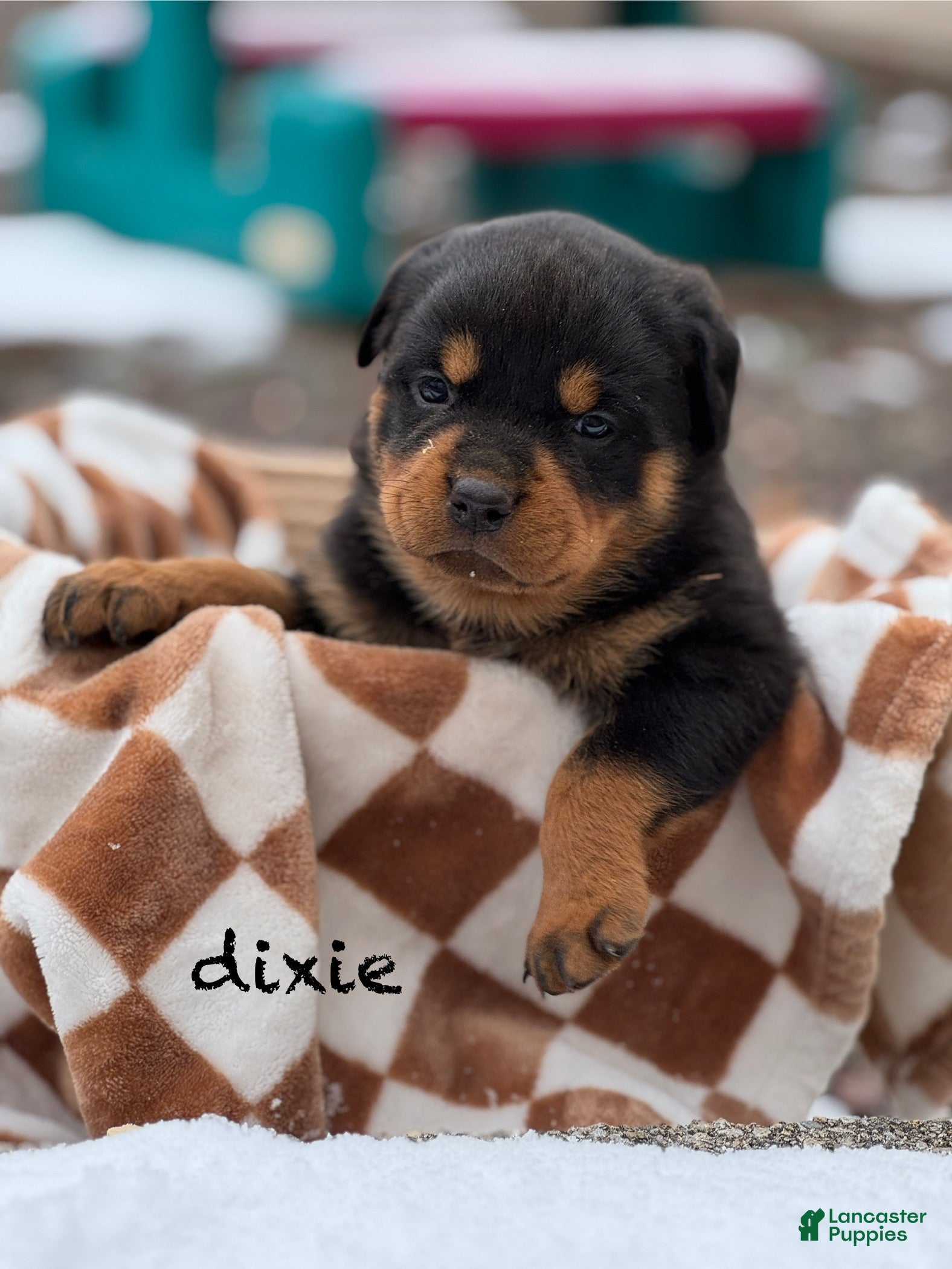 Rottweiler dogs Dixie (docked tail) - Ad 39