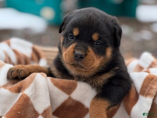 Rottweiler dogs Dixie (docked tail) - Ad 35