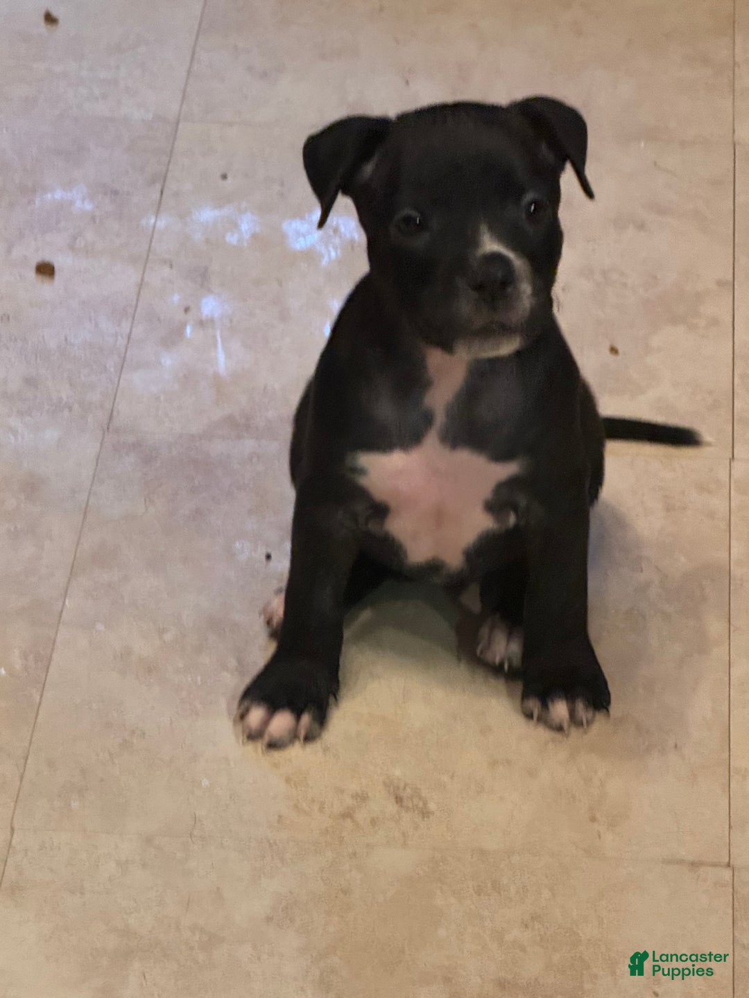Mixed Breed dogs for sale: Mixed Breed Puppy 2 - Ad 7