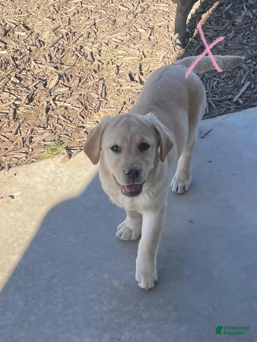 Labrador Retriever dogs for sale: Labrador Retriever Puppy 2 - Ad 2