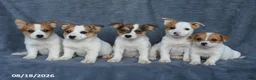Mixed Breed dogs for sale: Rusty - Ad 5