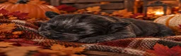 Cane Corso dogs for sale: pending - Ad 1