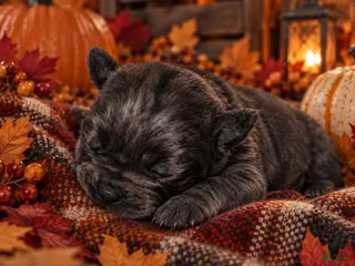Cane Corso dogs pending - Ad 35