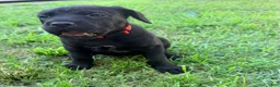 Cane Corso dogs for sale: Cain AKC red collar - Ad 5
