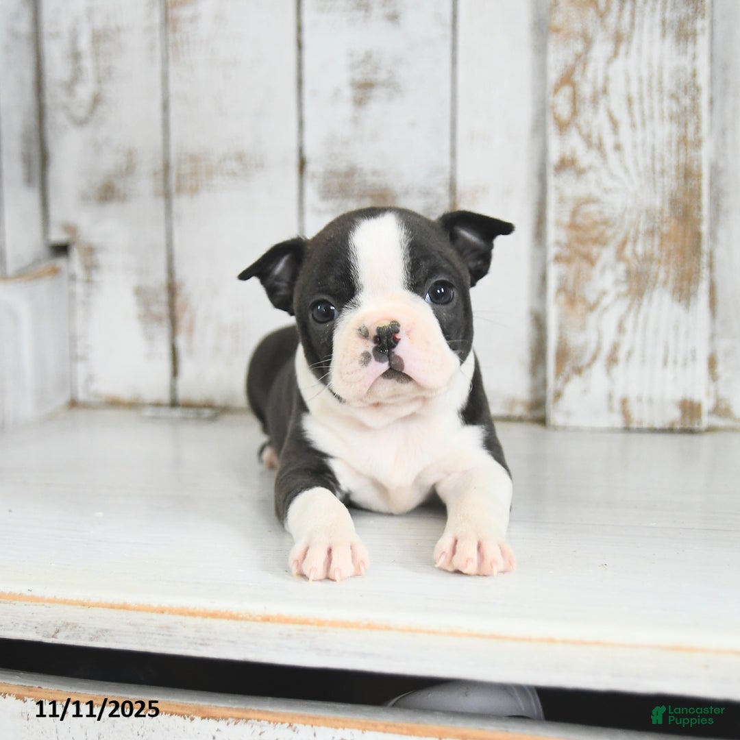 Boston Terrier dogs for sale: Willow - Ad 1