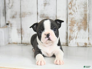 Boston Terrier dogs Willow - Ad 11