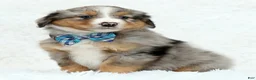 Australian Shepherd dogs for sale: Kayce - Ad 4