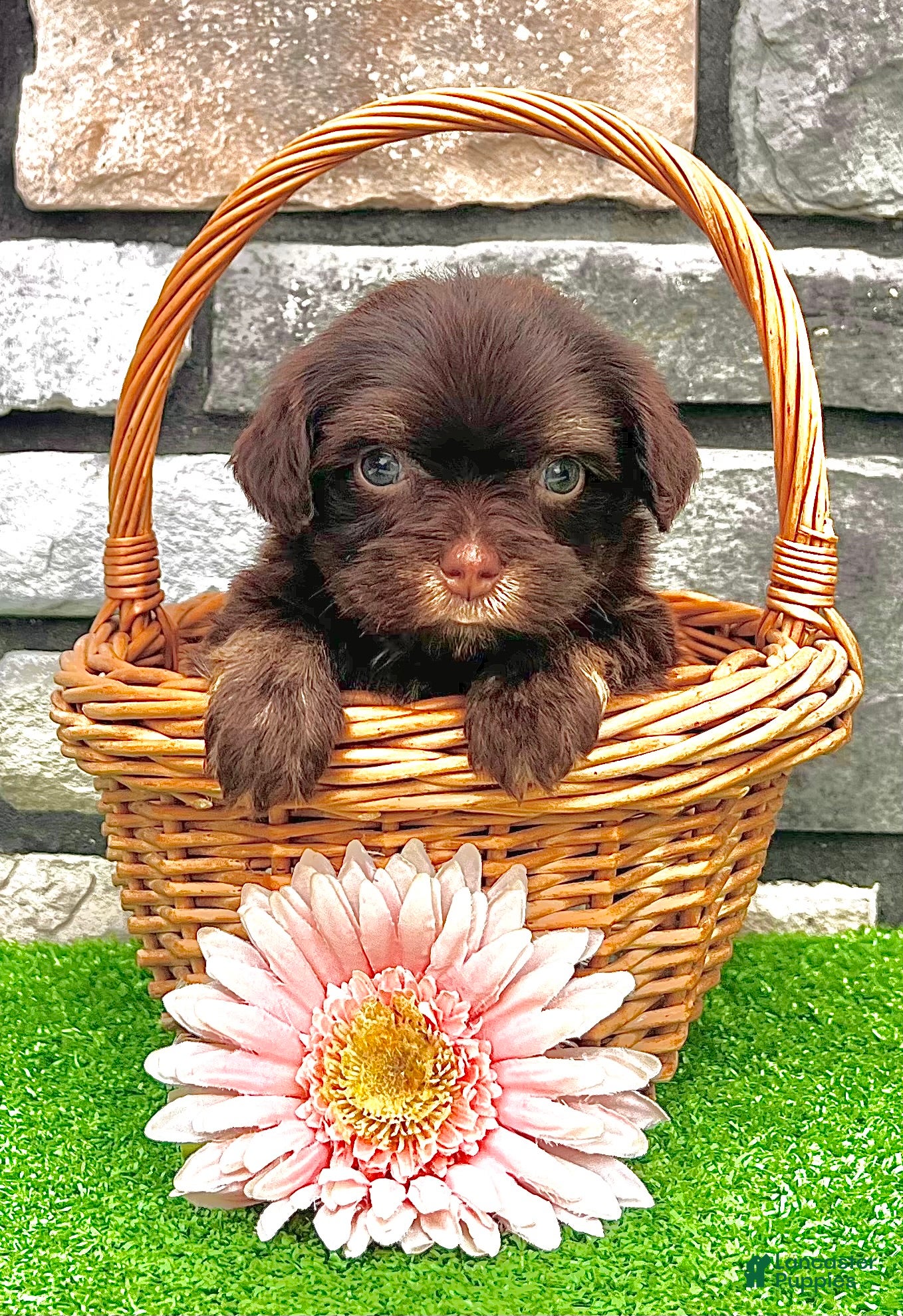 Havanese dogs Chloe - Ad 2