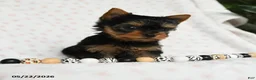 Yorkshire Terrier dogs for sale: Darling - Ad 3