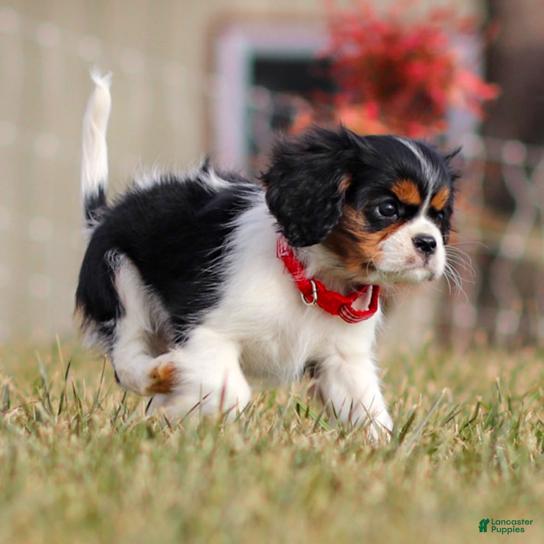 Cavalier King Charles Spaniel dogs for sale: Cassian - Ad 9