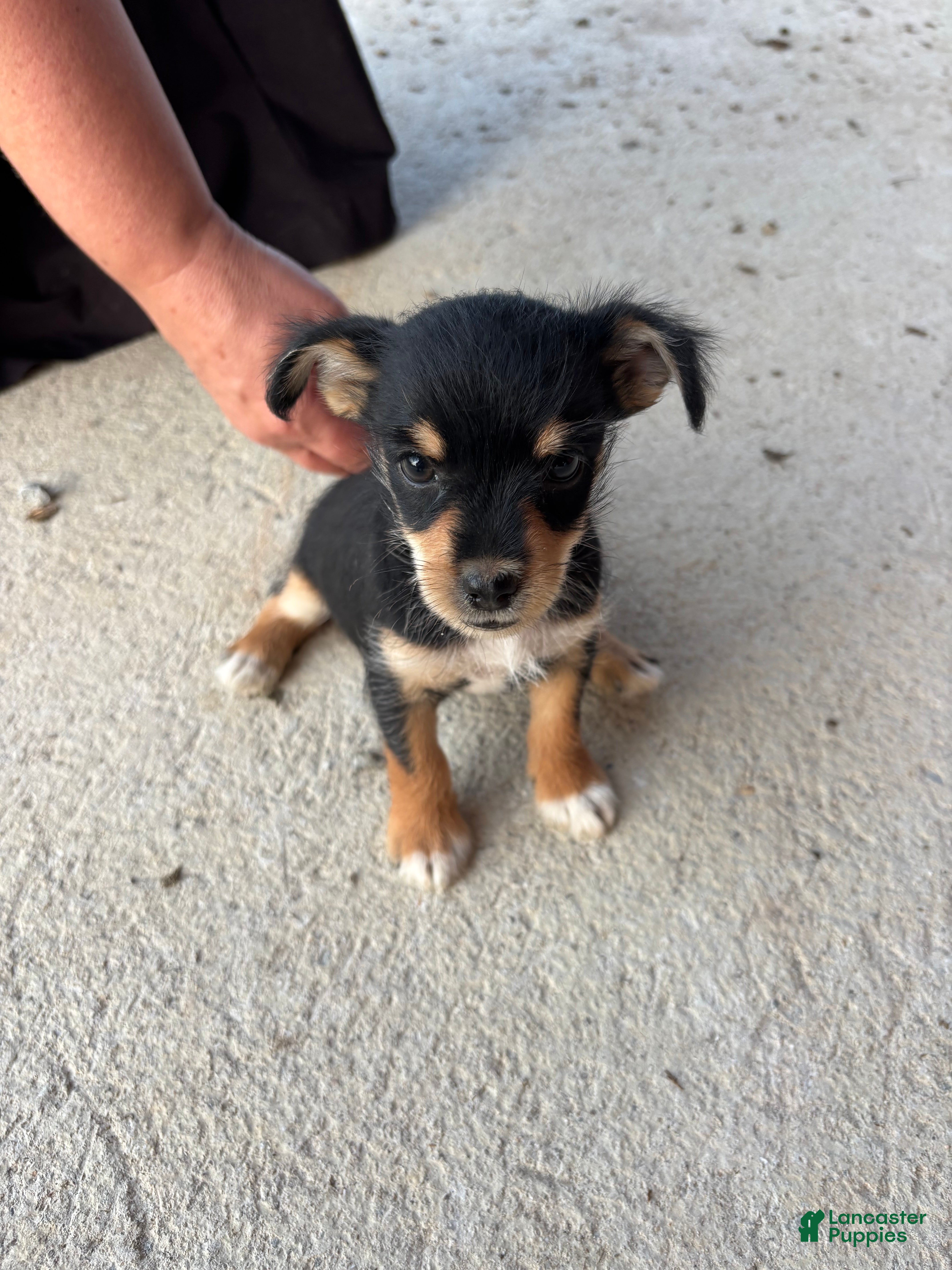 Chorkie dogs Bonnie $200 - Ad 1