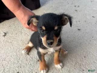 Chorkie dogs Bonnie $200 - Ad 1